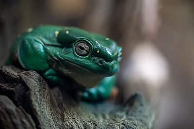 Frog portrait - thumbnail