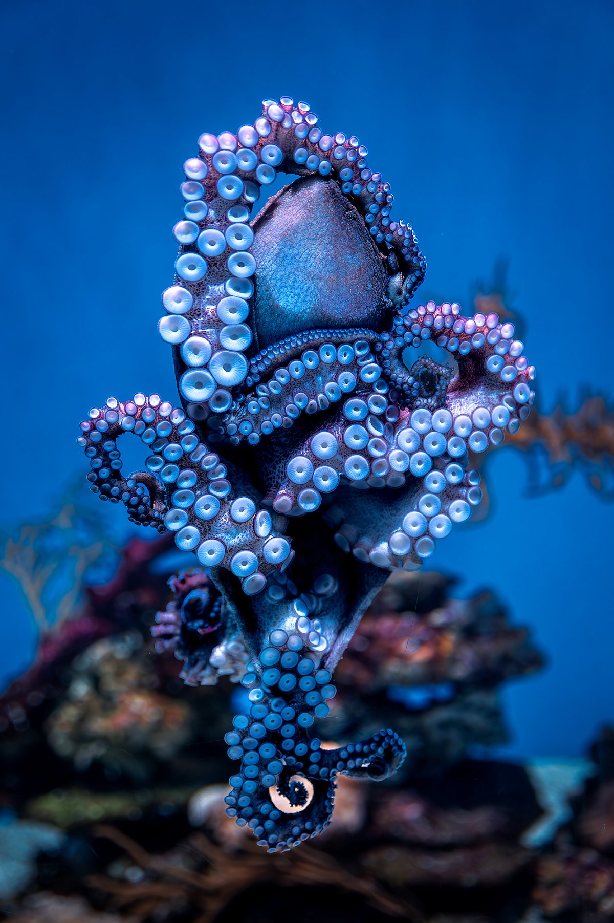 day octopus underside as seen suctioned to the acrylic