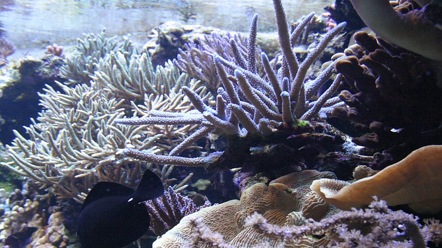 acropora coral heads just below the surface
