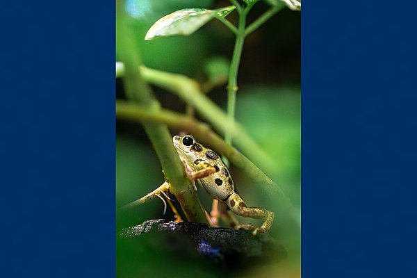 frog