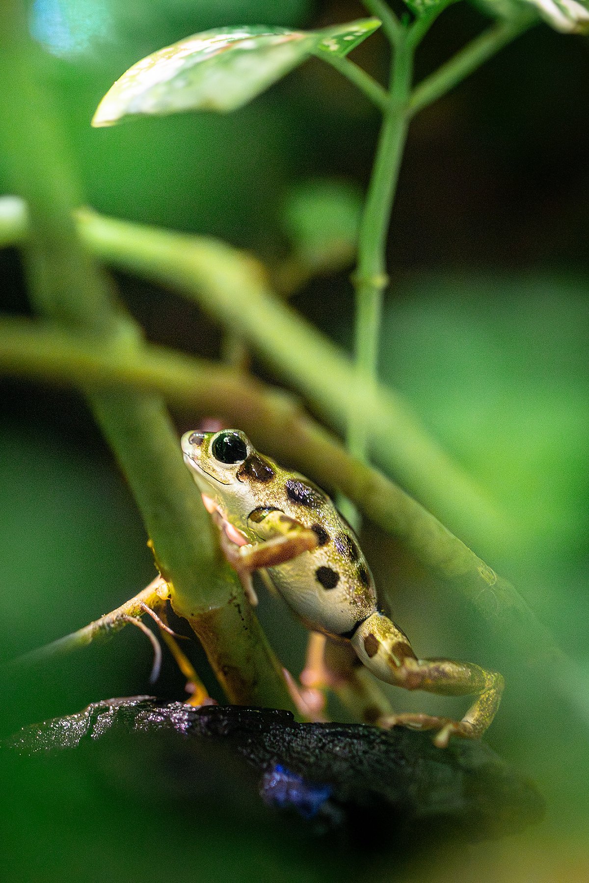 frog stands as it climbs over a vine