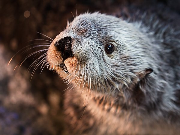 Charlie the sea otter is seen from the shoulders up facing to the left with his muzzle and whiskers reflecting light