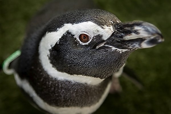 Avery the Magellanic penguin