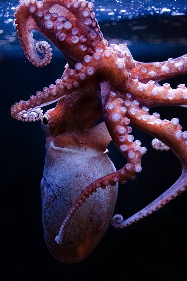 Pacific bigeye octopus