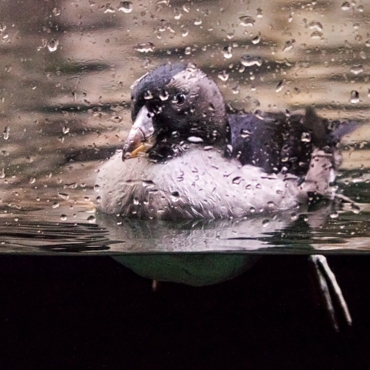 Tufted puffin chick after fledging swimming in the Aquarium