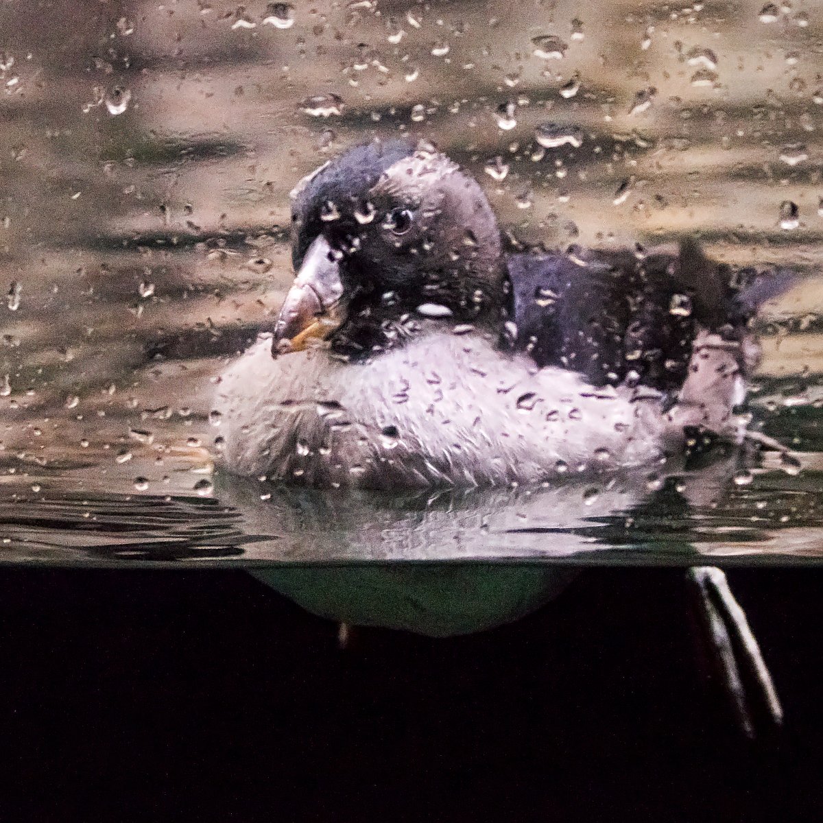 Tufted puffin chick after fledging swimming in the Aquarium's Diving Birds exhibit facing the glass exhibit window
