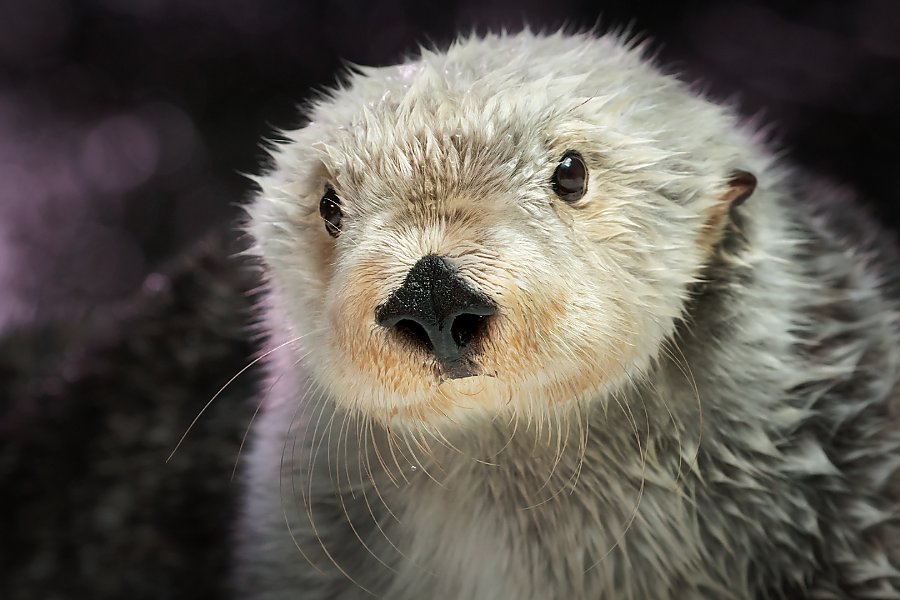 Close-up portrait of Brook the sea otter looking into the camera