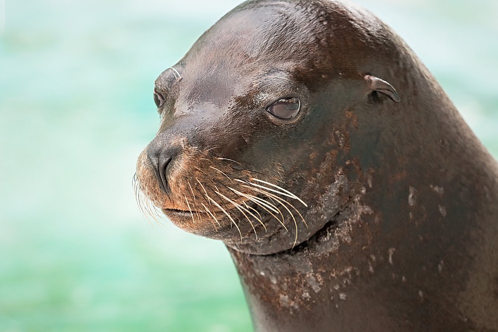 Headshot of Chase the sea lion with light blue water background