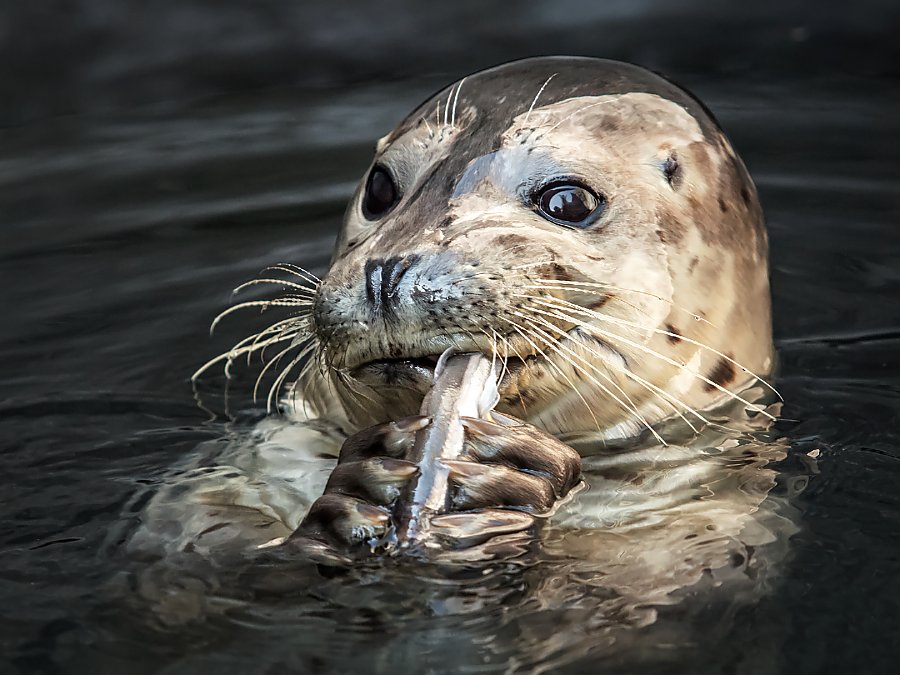 Kaya the harbor seal pup chewing on a fish grasped between her front flippers