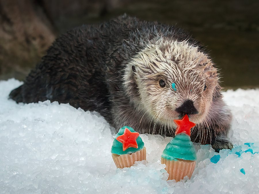 Charlie the sea otter rests on an ice pile and touches his nose to a frozen birthday cupcake treat in the Aquarium