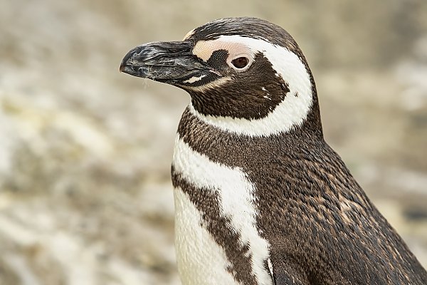 Penguin close-up portrait