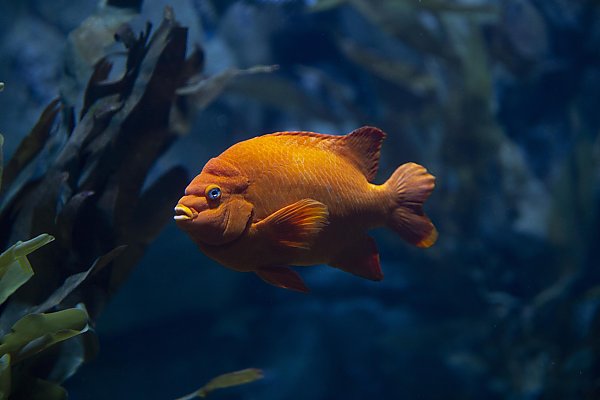 Orange Garibaldi fish swimming near kelp