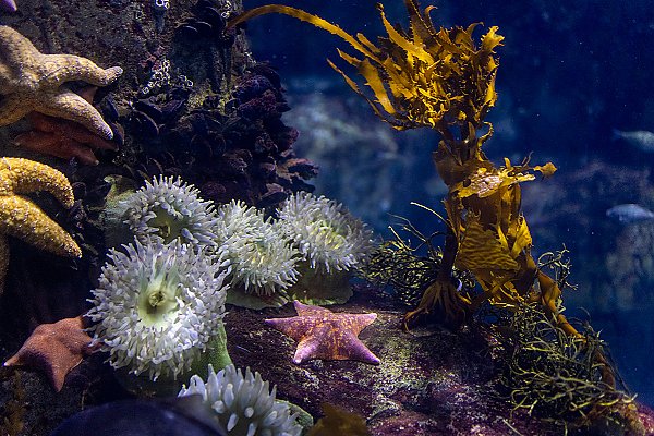 red, yellow and orange sea star species and green sea anemones next to a small kelp stalk
