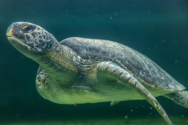 turtle that is missing a front right flipper swimming underwater