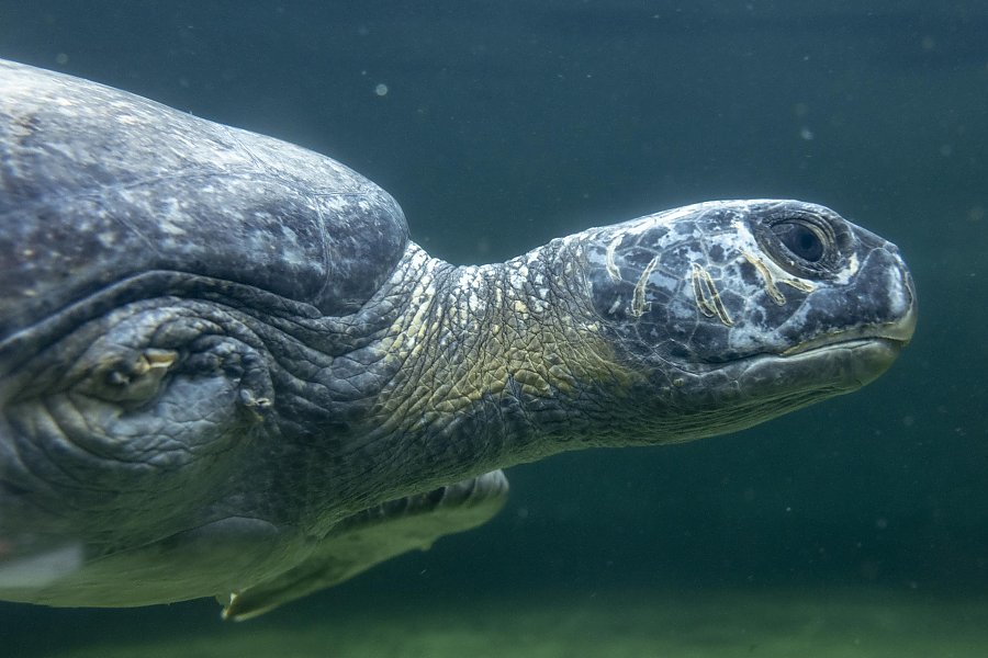 underwater close up of a green sea turtle with a missing flipper