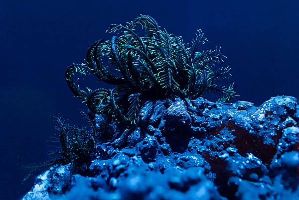 feather star on a rock with its dark colored rays with light green "hairs" curling