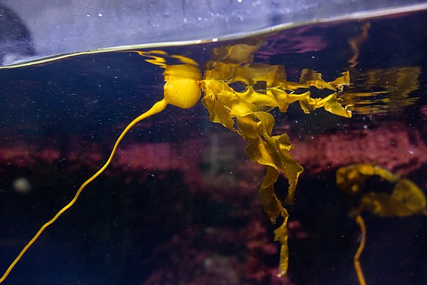 yellow-brown bull kelp floats at the water's surface