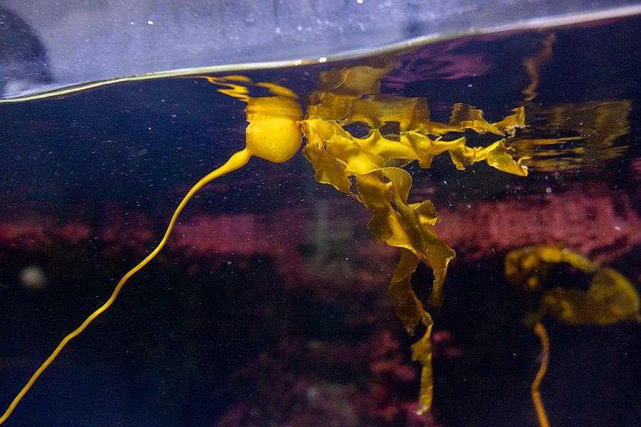 yellow-brown bull kelp floats at the water's surface