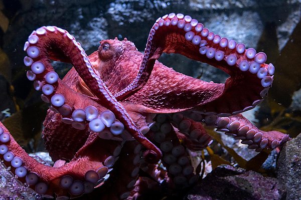 A giant Pacific octopus close up