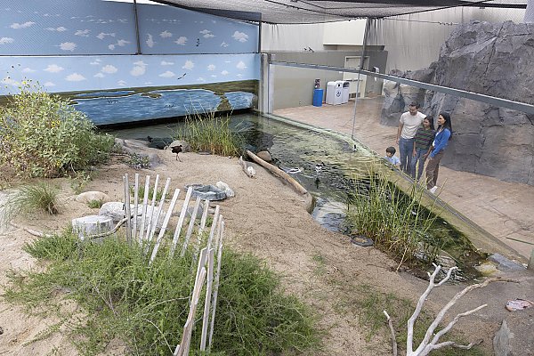 Four people view a habitat depicting a wetlands area