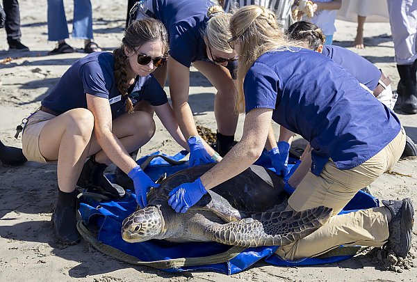 People in blue shirts hold onto a turtle to point it towards the ocean.