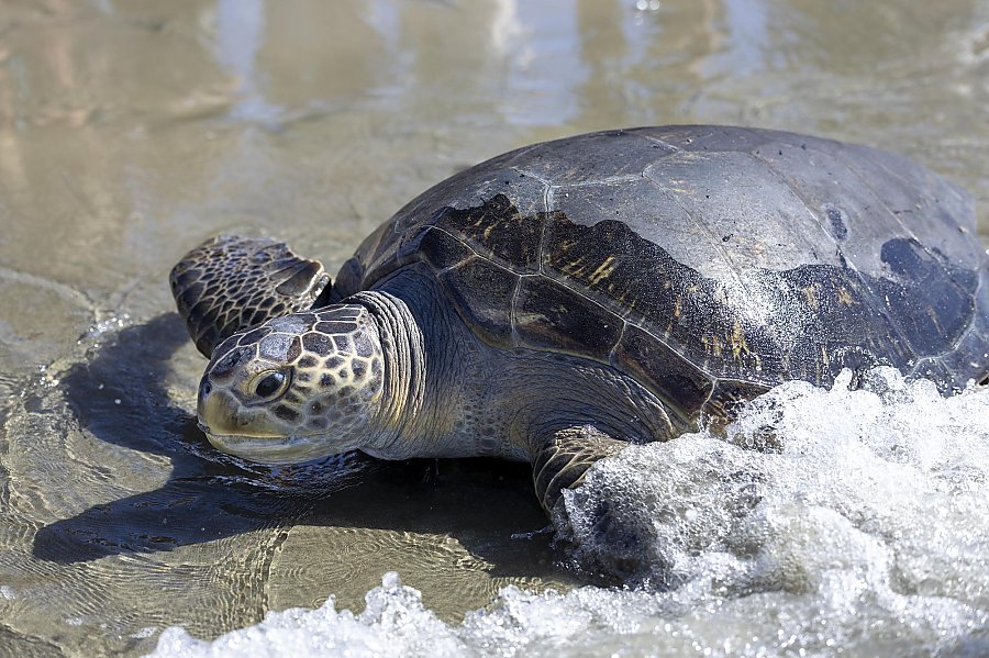 A green sea turtle in the shoreline on a beach