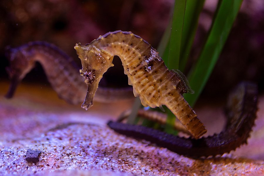 A tan colored seahorse in focus close to a sandy bottom with two other seahorses in the background