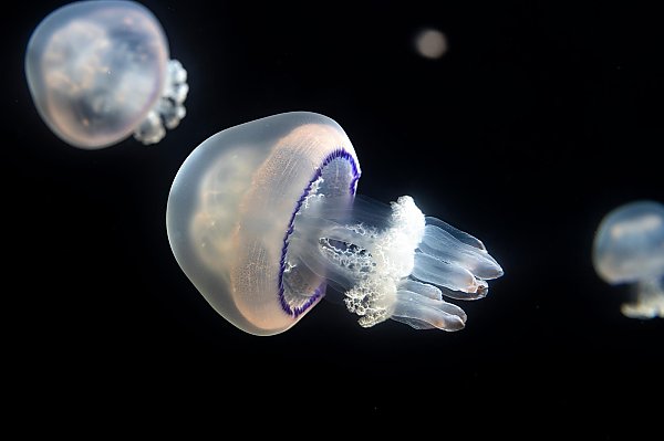 A sea jelly with an almost-see-through bell with a blue line on the edge and short tentacles