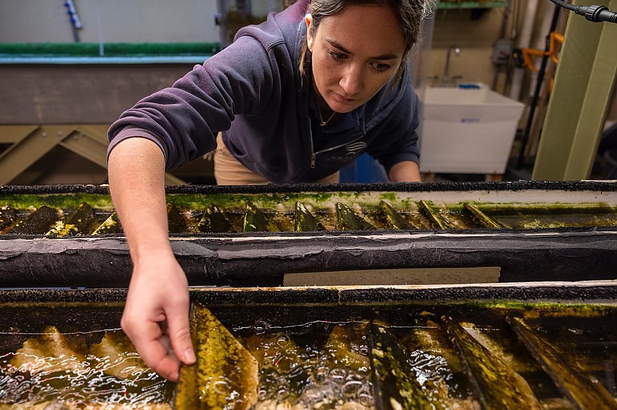 A person checking algae covered ceramic tiles in troughs