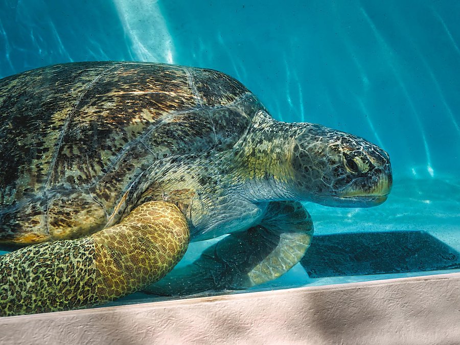 Close up of the right side of green sea turtle