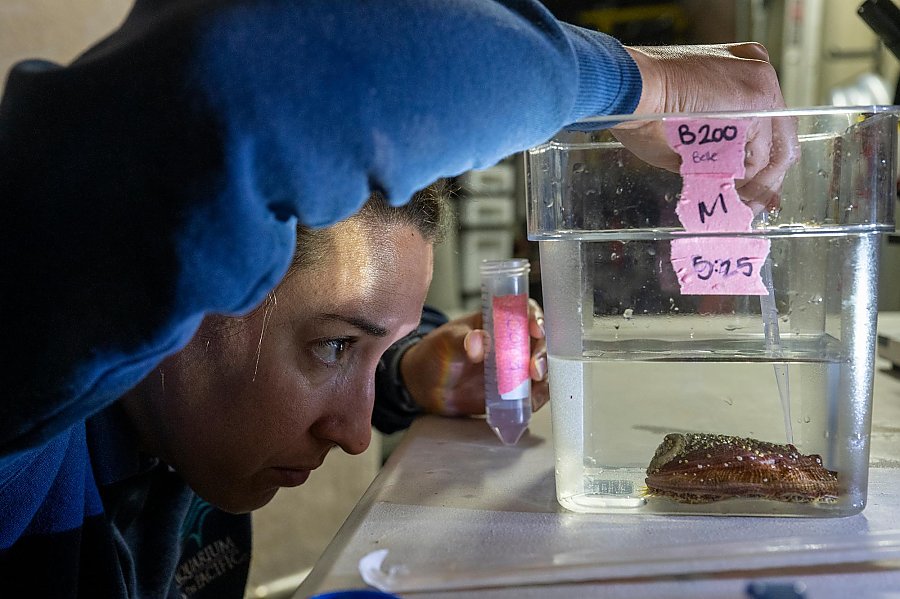 A person looks carefully at placing a pipette next to an abalone