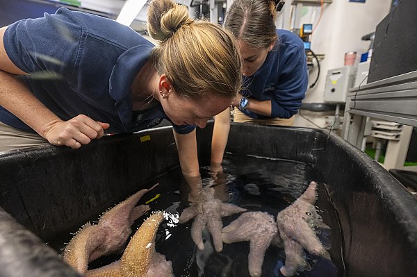 Two people reaching into a black bin with pink sea stars
