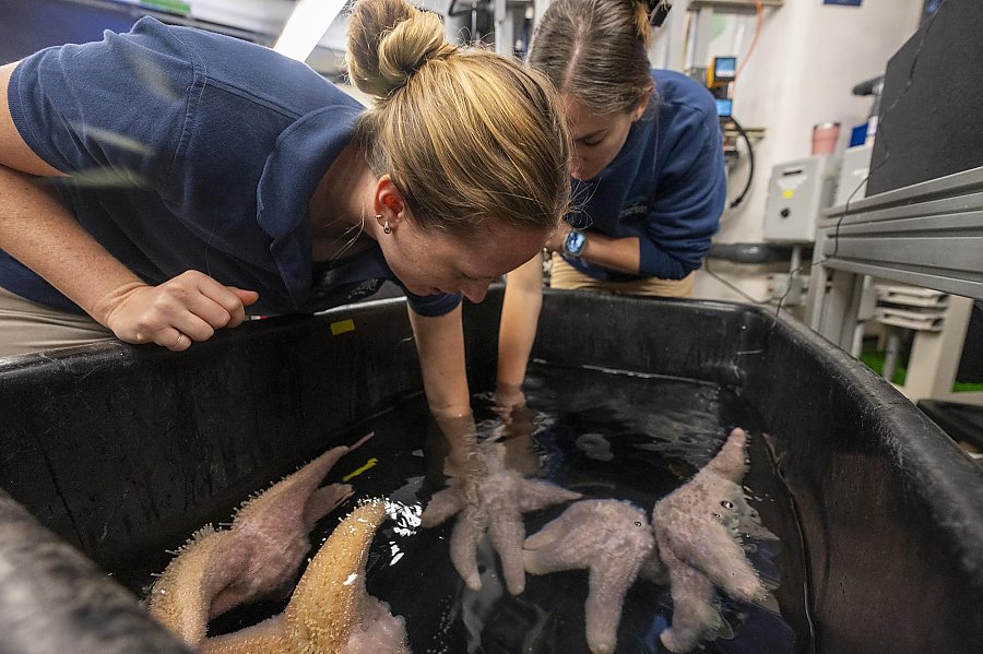 Two people reaching into a black bin with pink sea stars