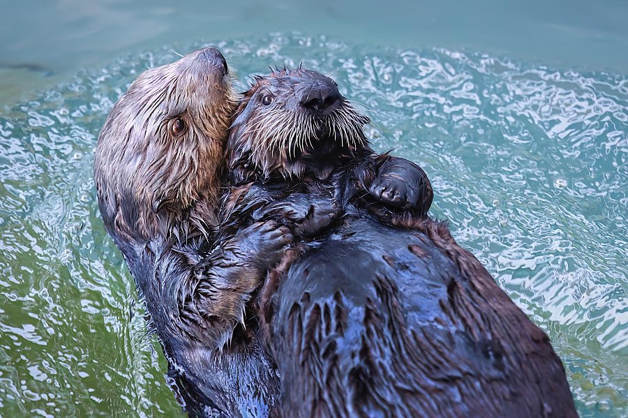 Adult otter holding an otter pup swimming on their backs at the surface of the water