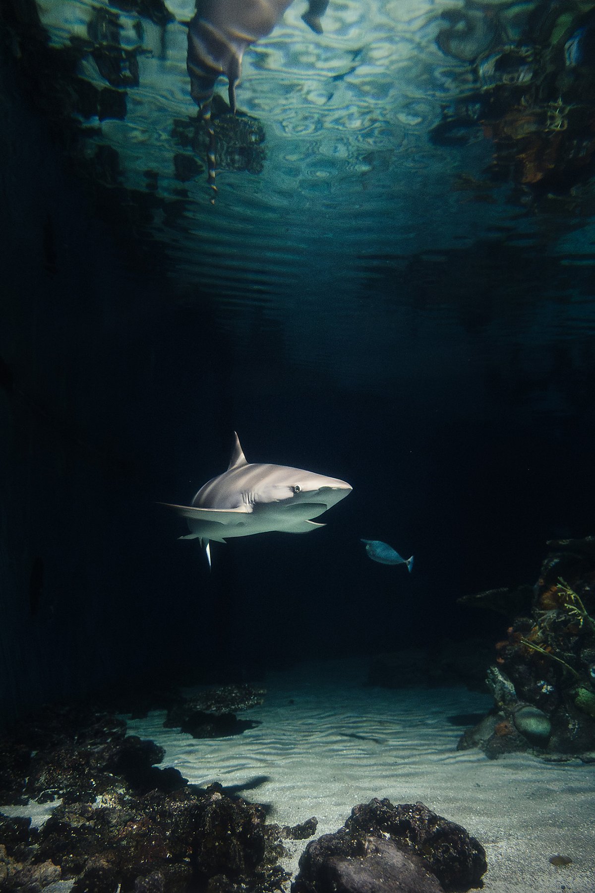shark swims in a dark lagoon