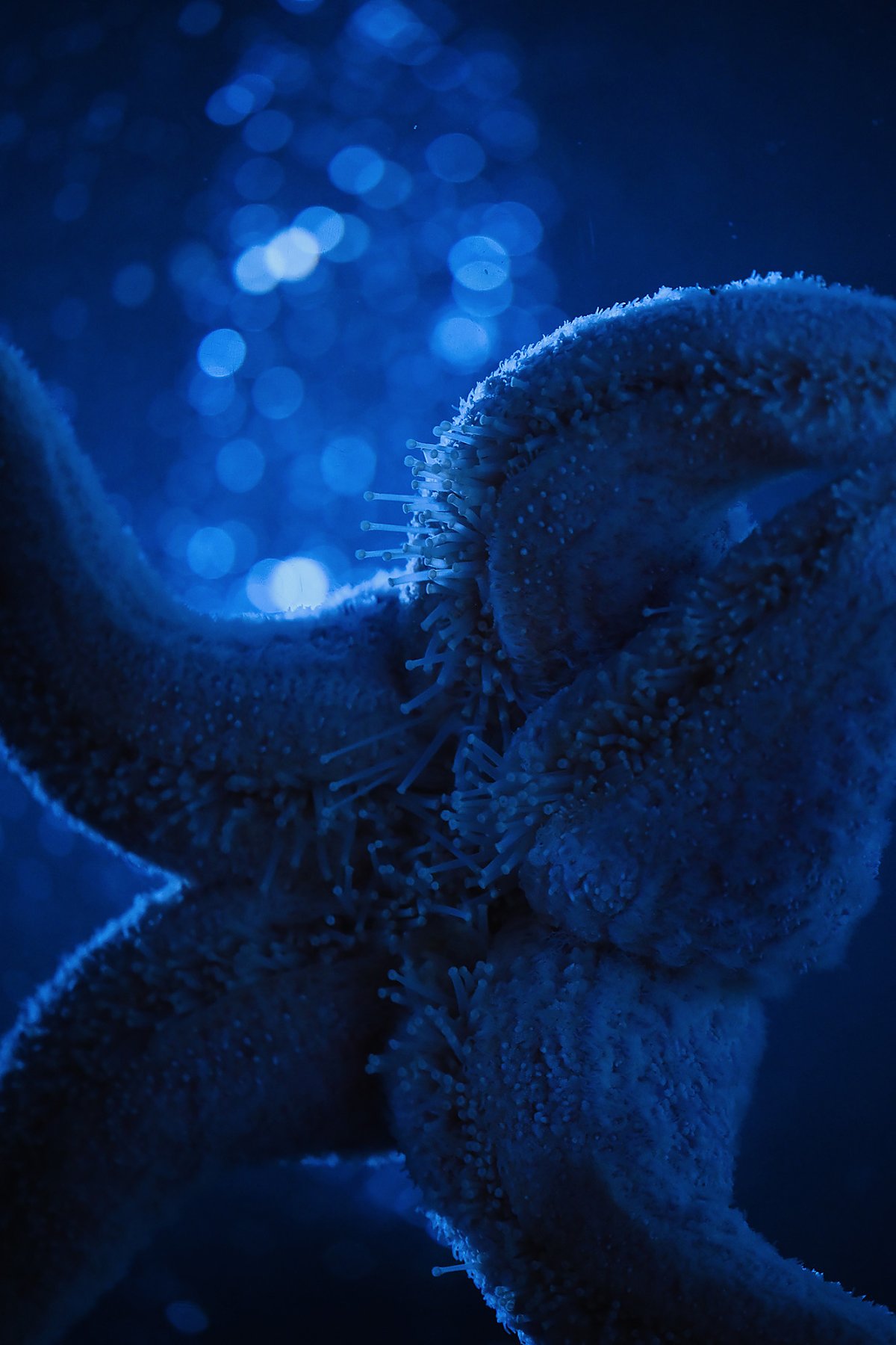 sea star shows it's tube feet