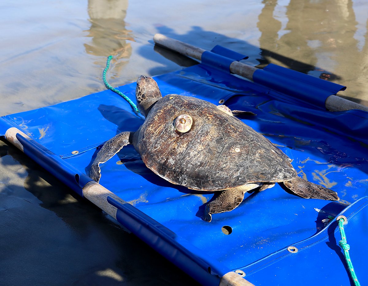 Green sea turtle on transport sling on the sand in Seal Beach Sept. 2018