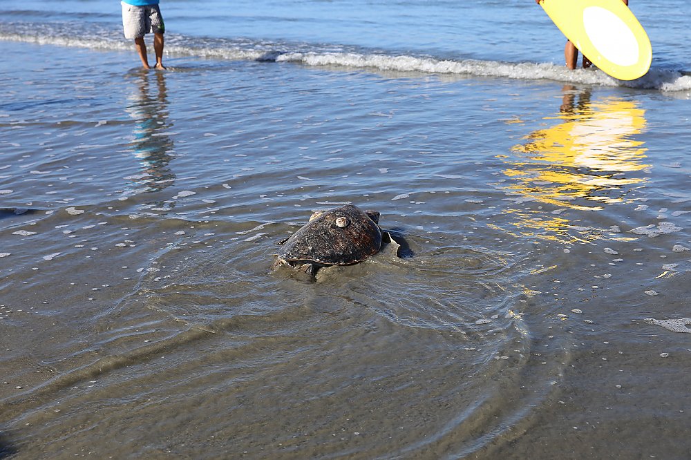 Green sea turtle crawls into the shallow water at the beach Sept. 2018
