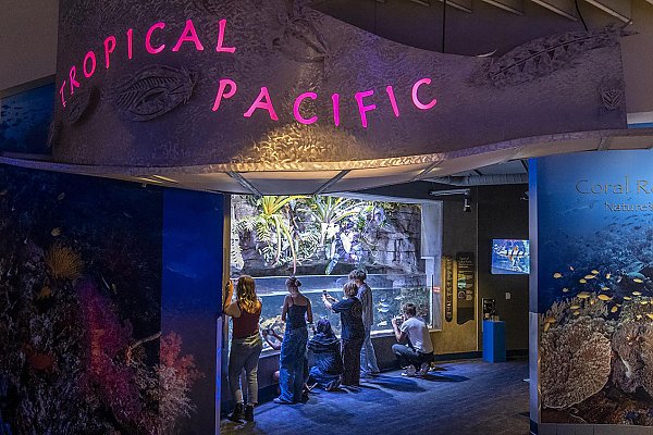 Group of people taking photos of a habitat; a sign above says, "Tropical Pacific"