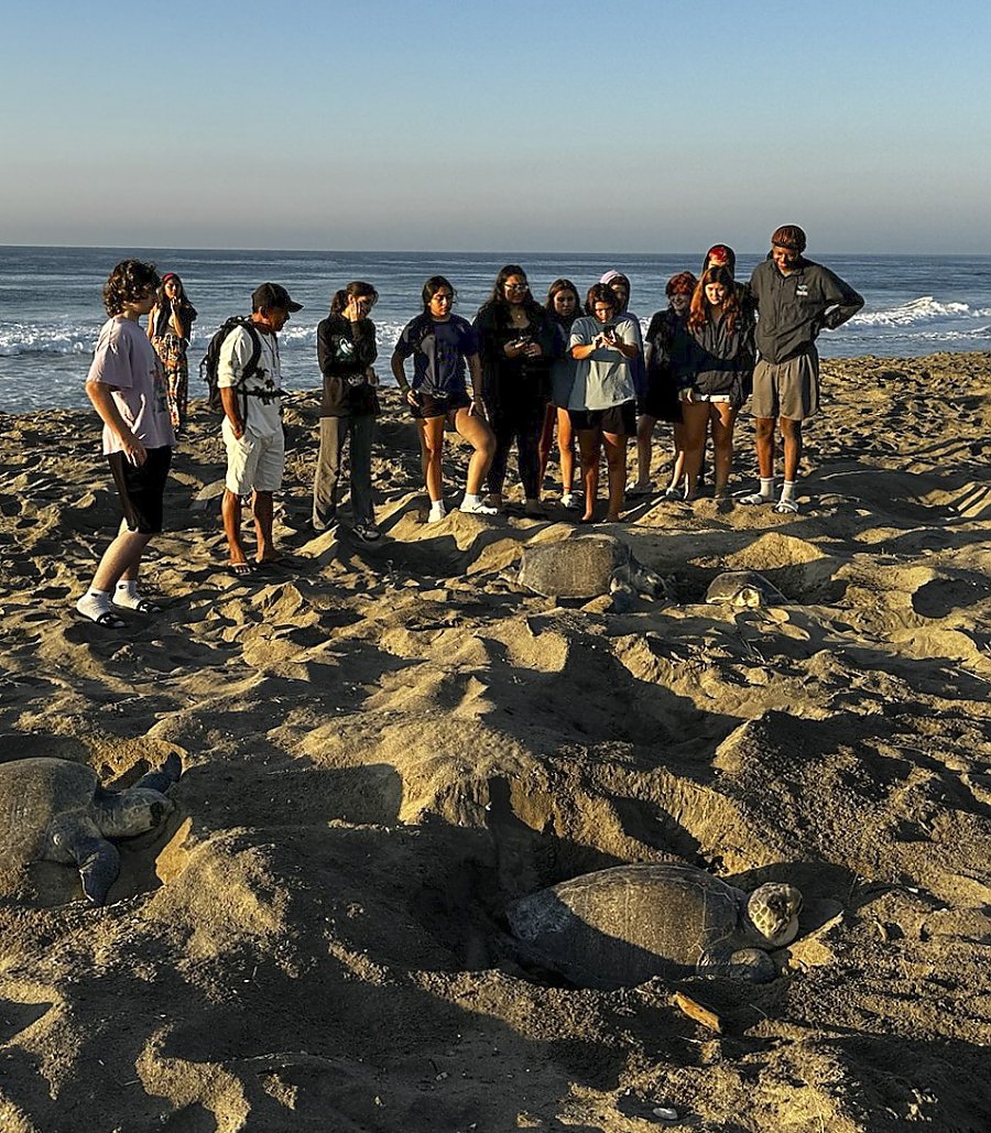 People watch a sea turtle nest