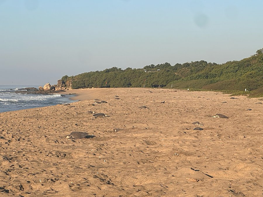 Turtles nesting on a beach