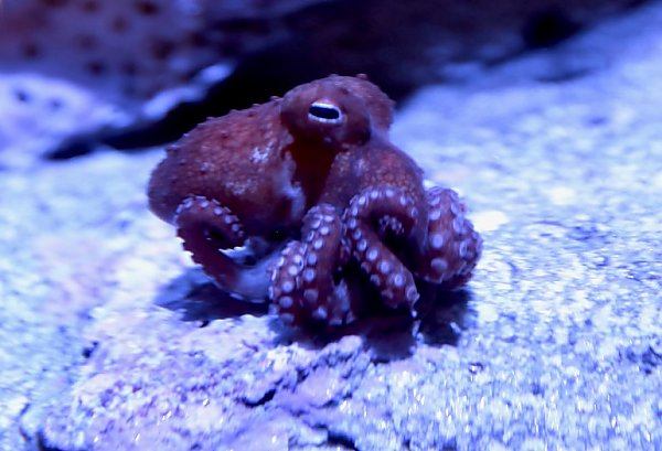 Side view of a small, reddish-purple bigeye octopus inside aquarium exhibit resting on a rock surface