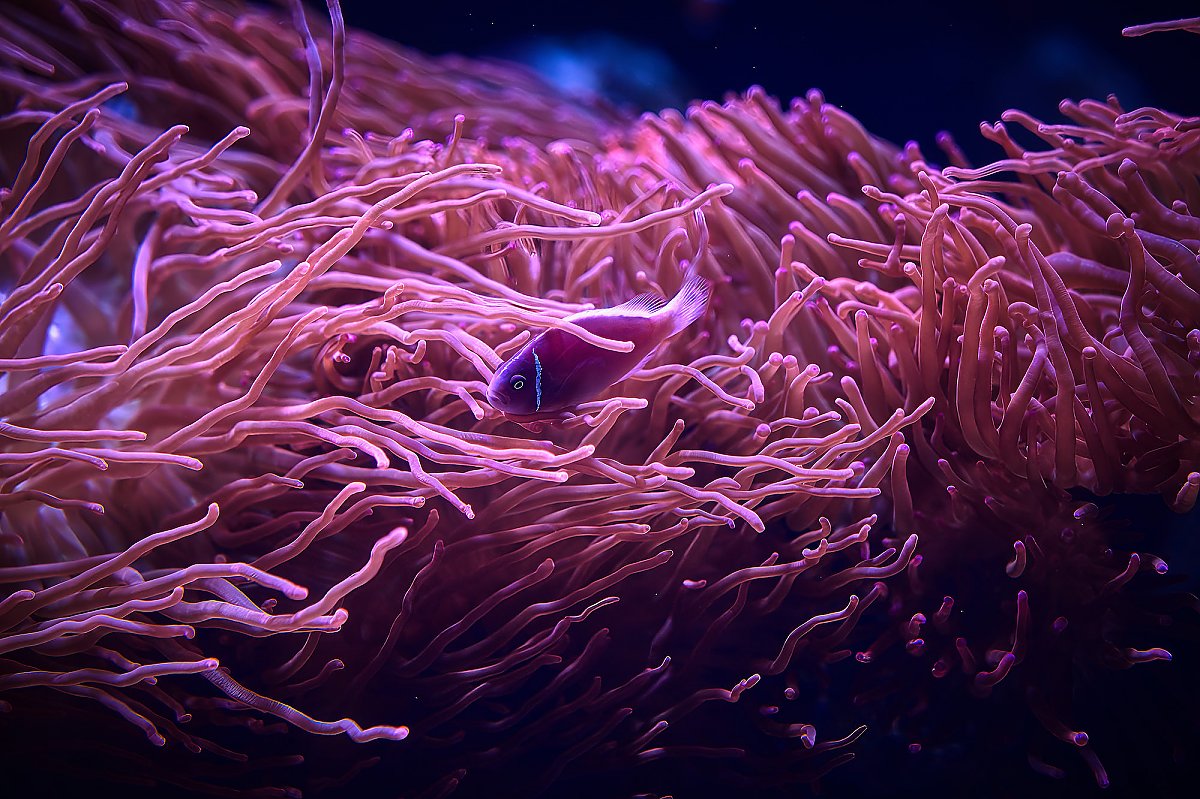 clownfish in an anemone