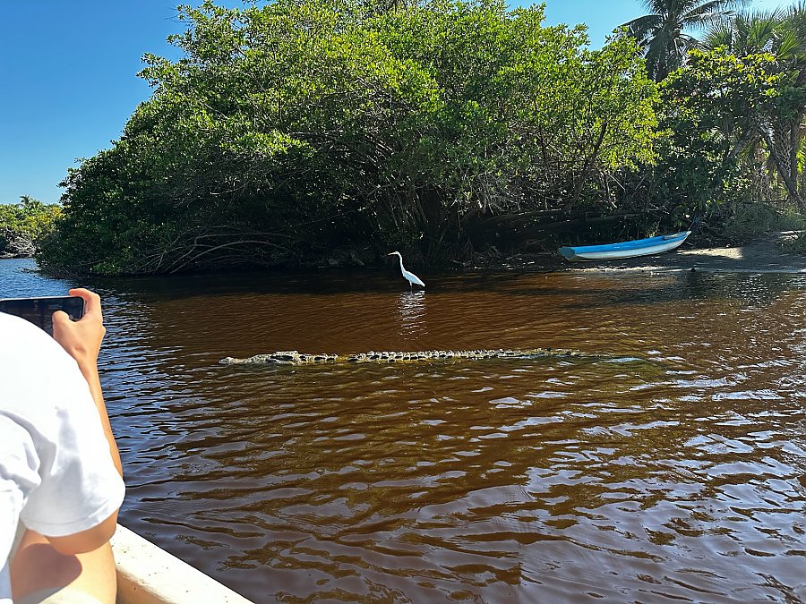 A crocodile at the surface of the water