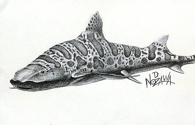 Dennis-Nozawa_Leopard-Shark.jpg - thumbnail