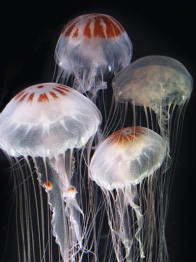 www.aquariumofpacific.org
