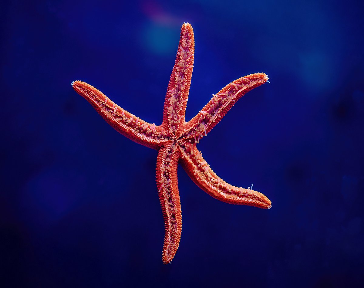 bright red sea star underside on a dark blue background