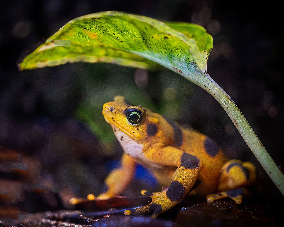panamanian golden frog under a leaf