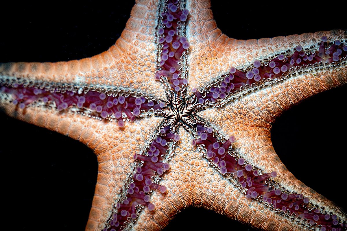 underside of a sea star