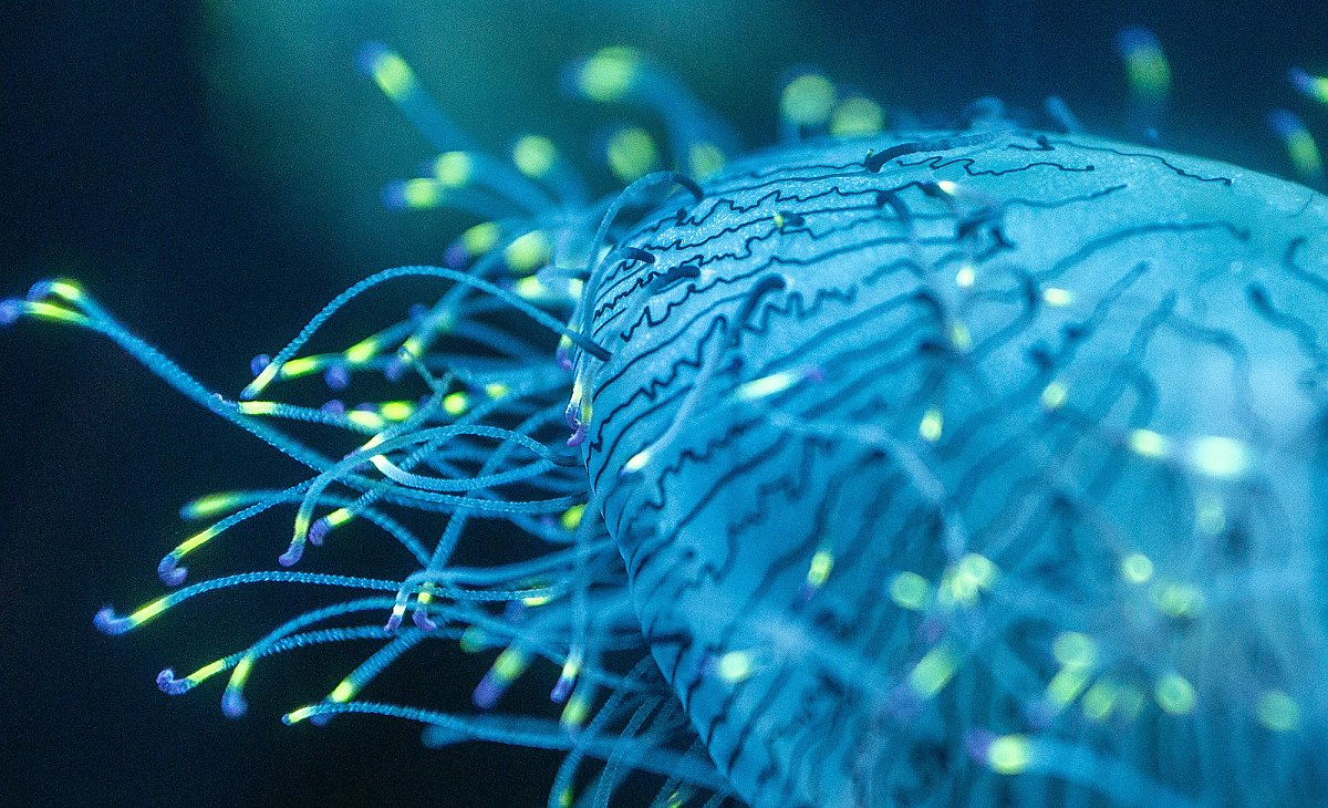 close-up of flower hat jelly